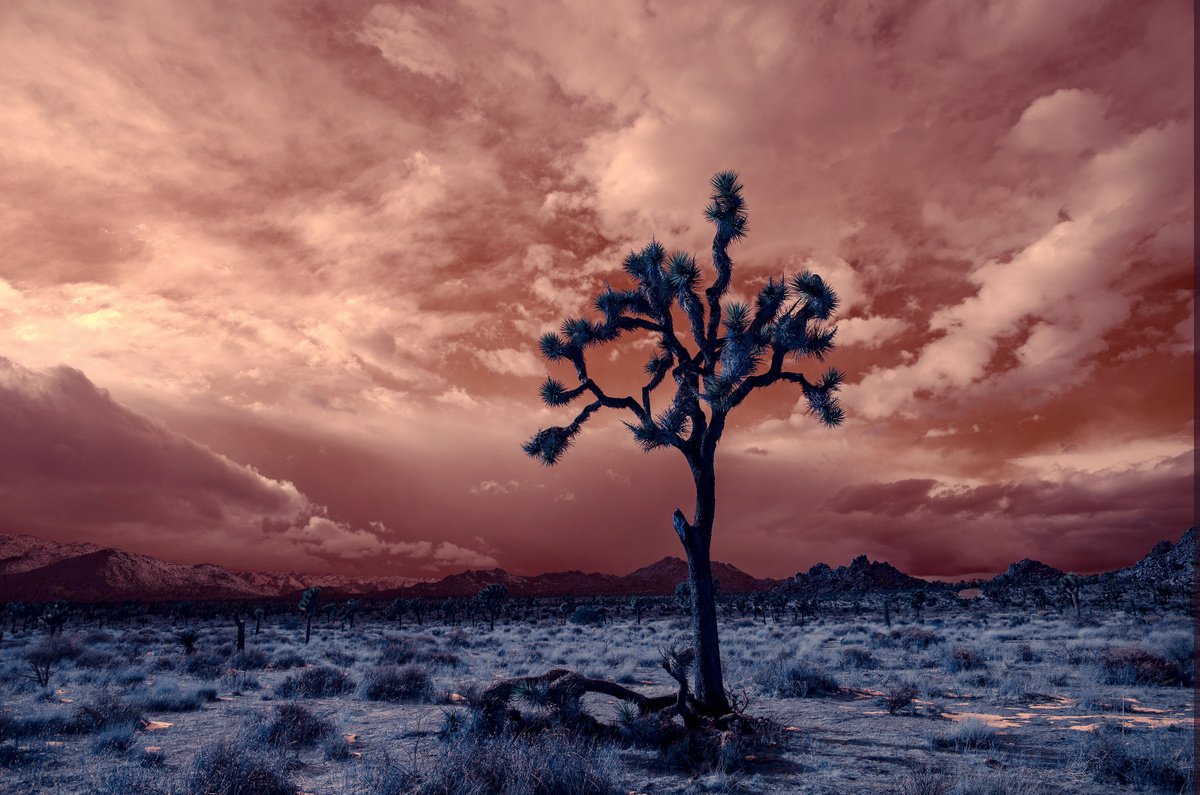 Mojave Winter Sunset by Mark Hannah