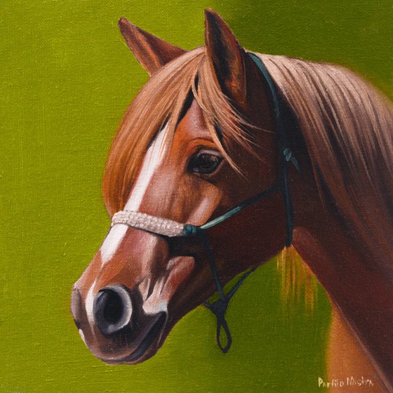 Horse Portrait 55