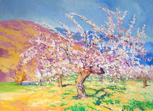 Blooming Apricot Trees, Spring by Suren Nersisyan