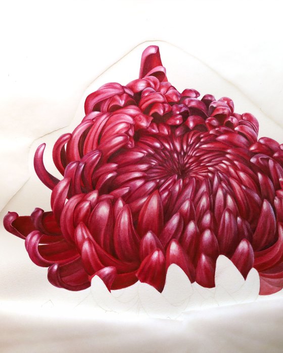Chrysanthemum