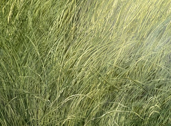 Grass
