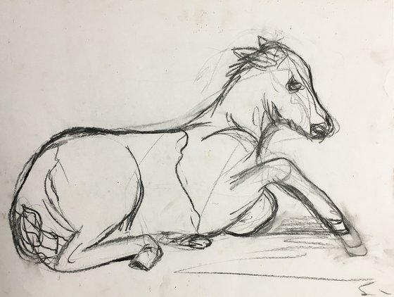 foal, young horse sketch