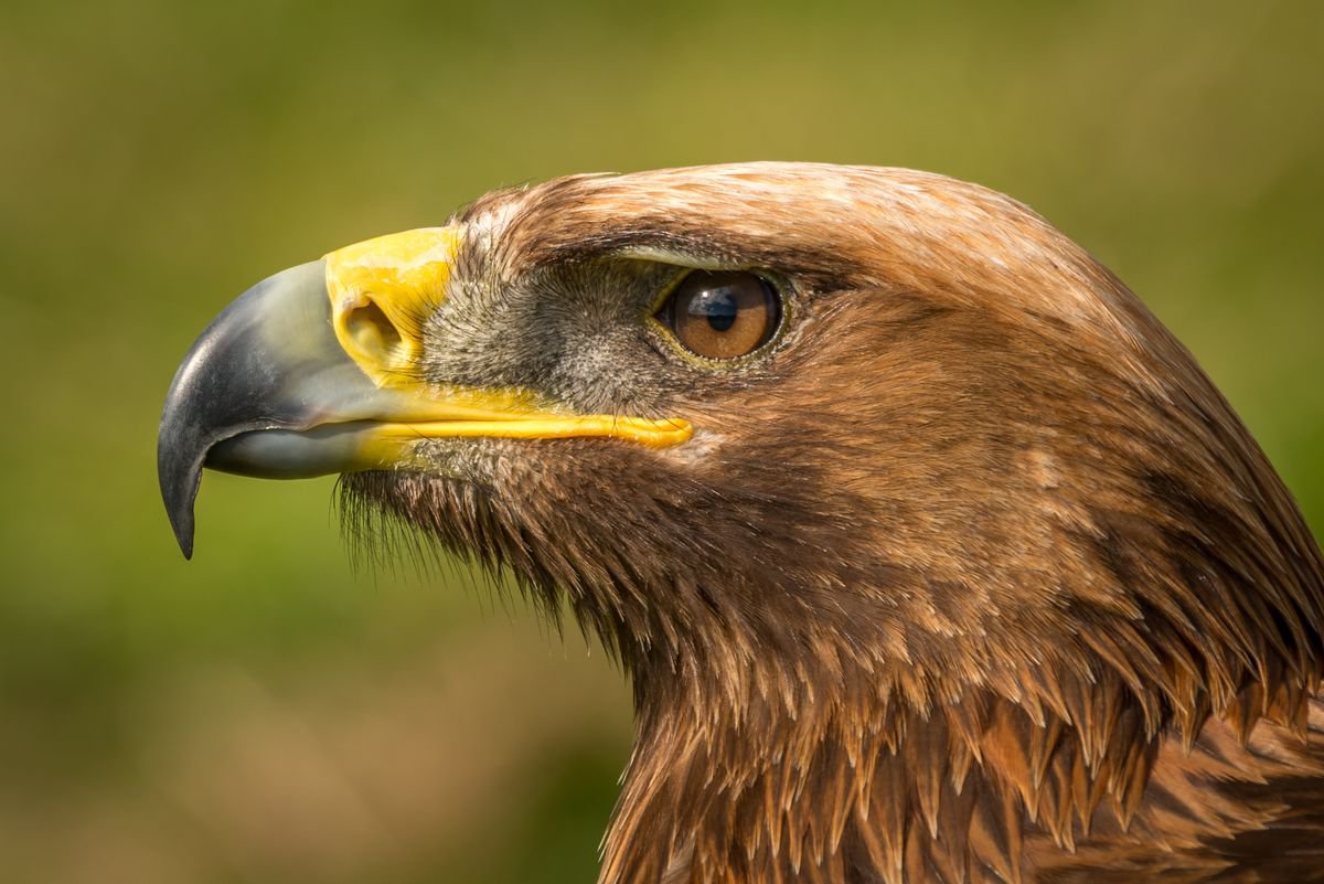 Photorealistic Animal Photograph By Nick Dale, 33 X 26", Little Brown Job, Original Artwork