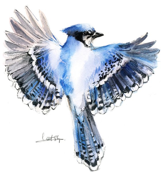 Flying Blue Jay Bird