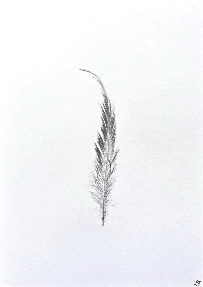 Photorealistic Pencil Drawing , Elegant Feather By Tetiana Kovalova, 8 X 12, Artwork For Sale On Artfinder