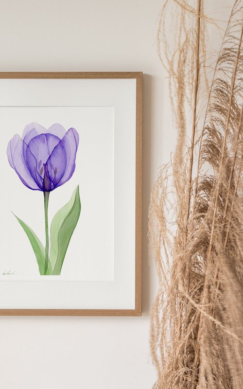 Xray Purple  Tulip by Olga Koelsch