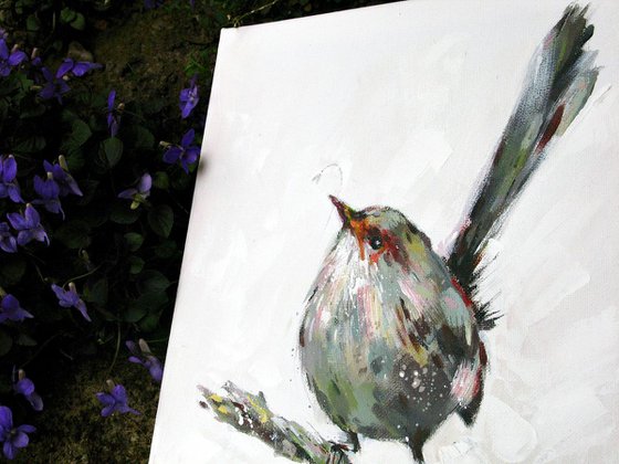 fairy wren canvas