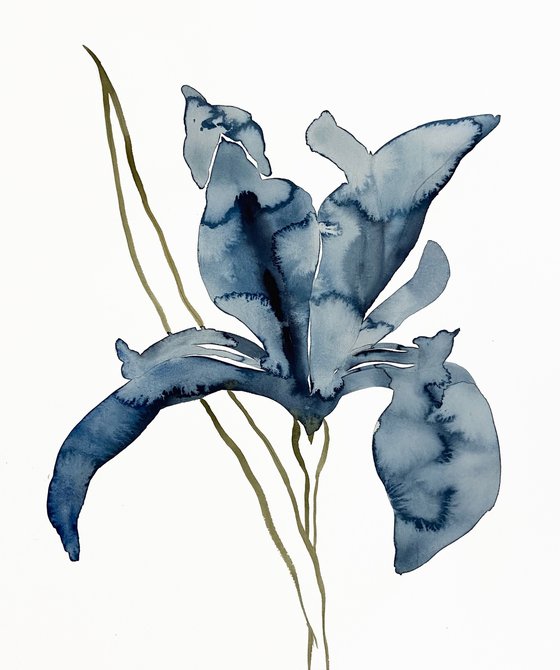 Iris No. 154