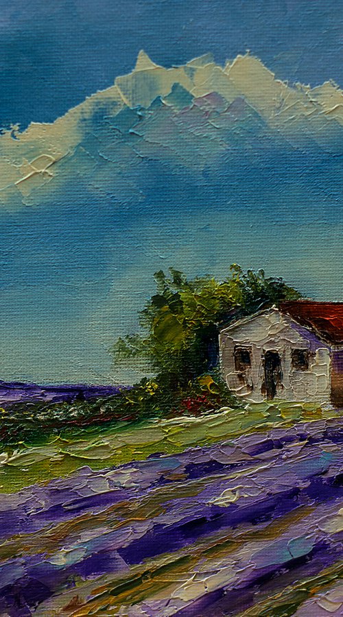 Small house in lavander fields. Croatian view. Croatian landscape by Marinko Šaric