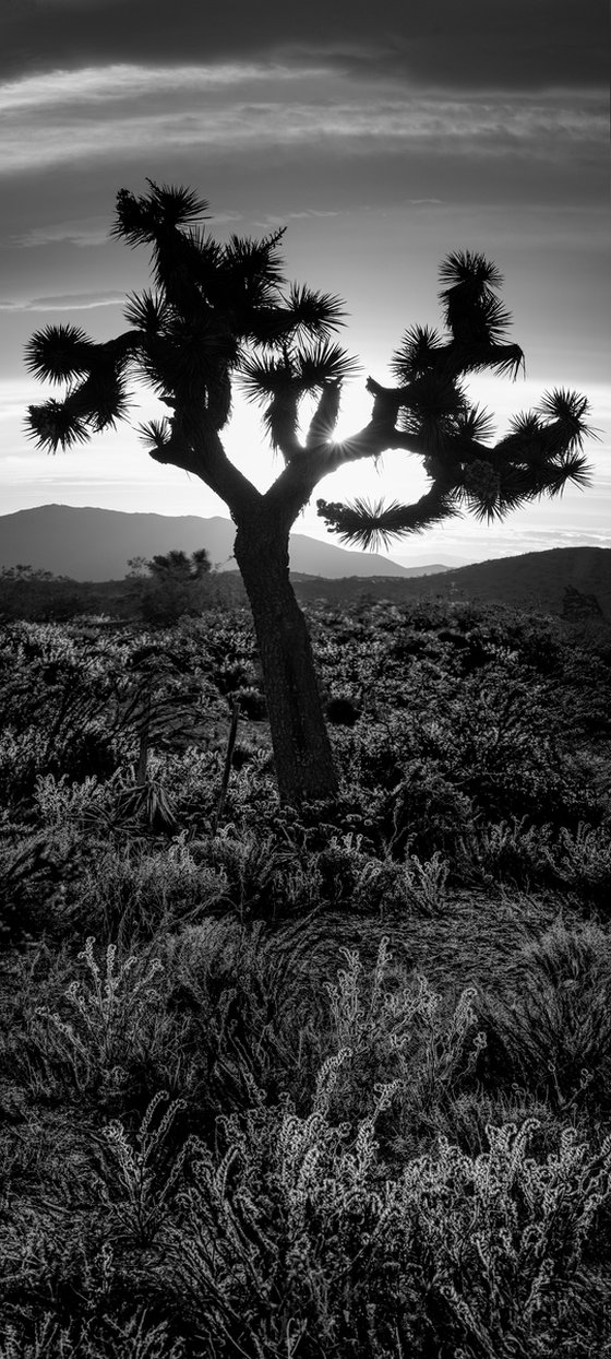 Joshua Tree