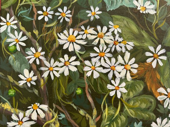 Daisies of the Forest
