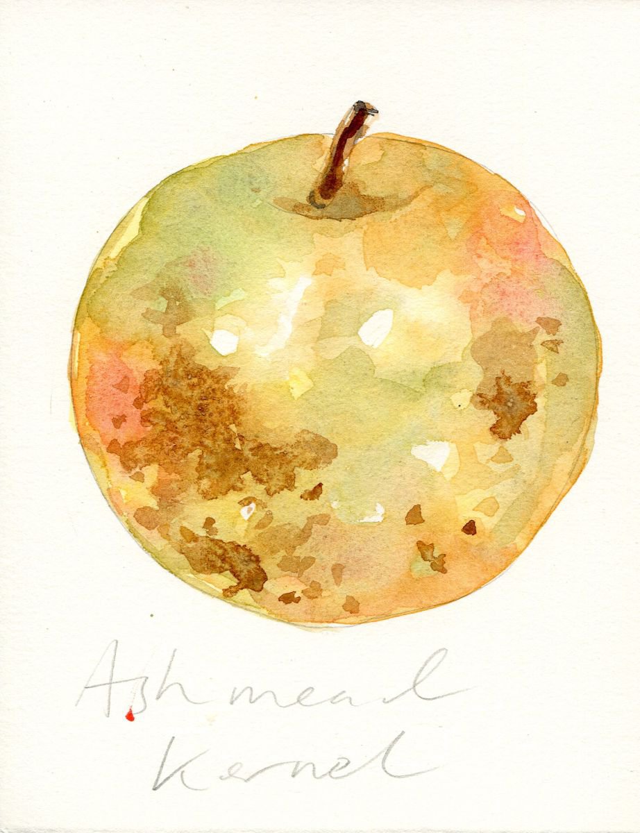 Ashmead Kernel Apple Watercolour by Hannah Clark
