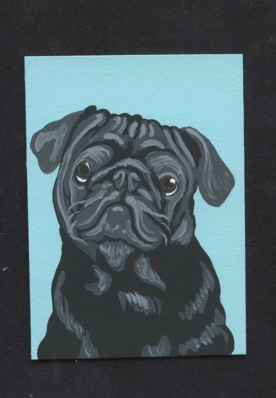 Black Pug Pet Dog