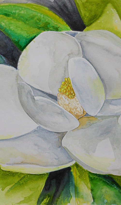 Magnolia flower, watercolor by Bledi Kita