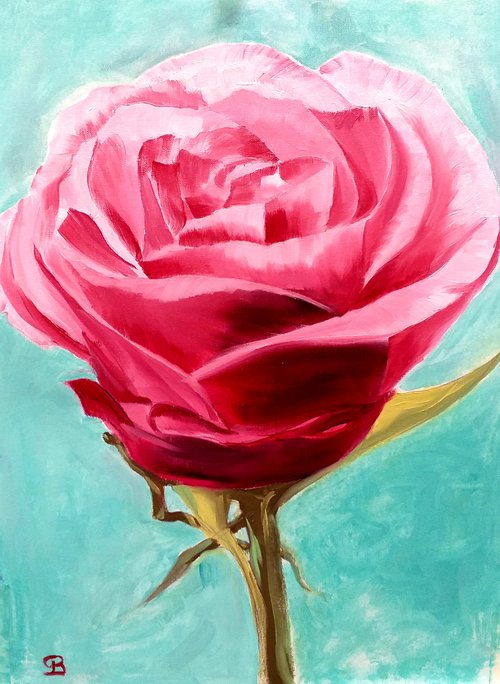 Pink rose by George Budai