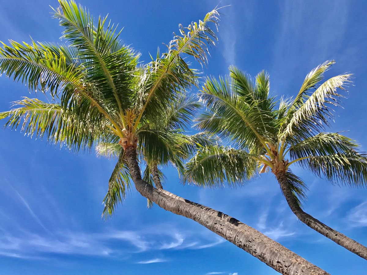 Maui Palms 1.0 by Cutter Cutshaw