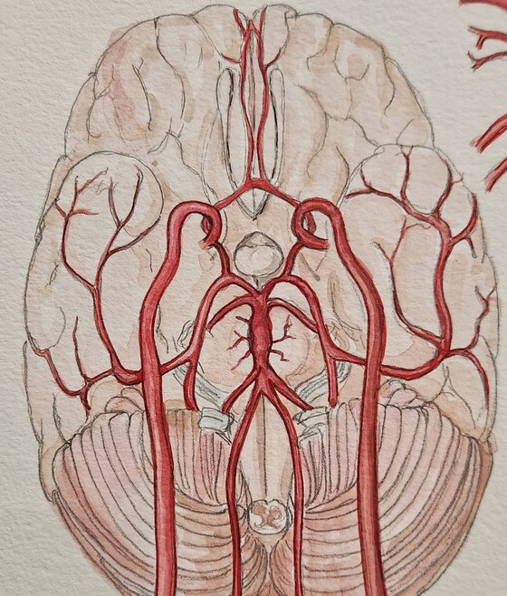 Circle of Willis