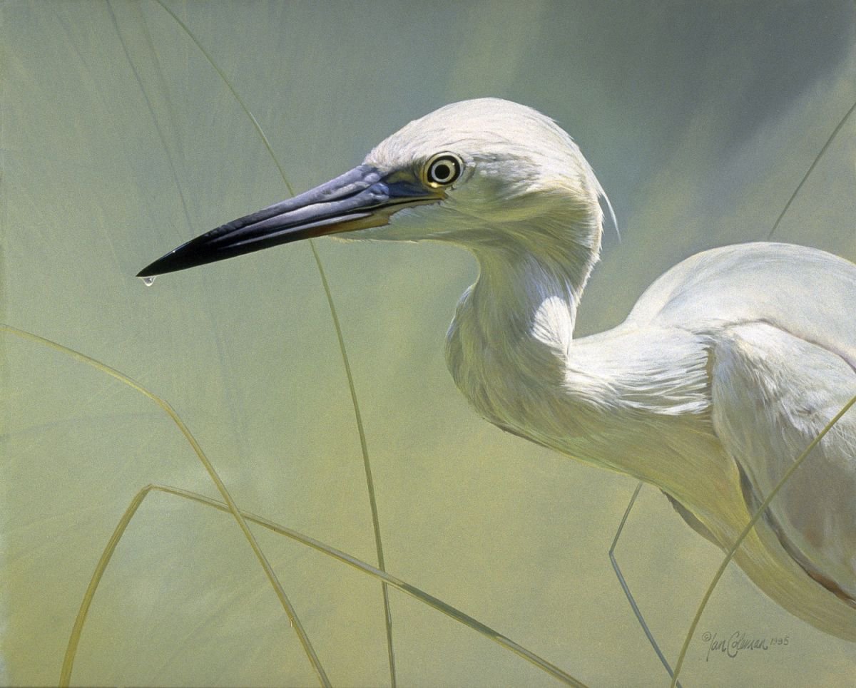 Snowy Egret by Ian Coleman