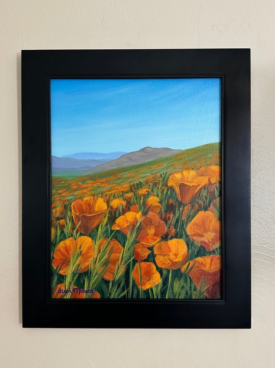 California Poppies