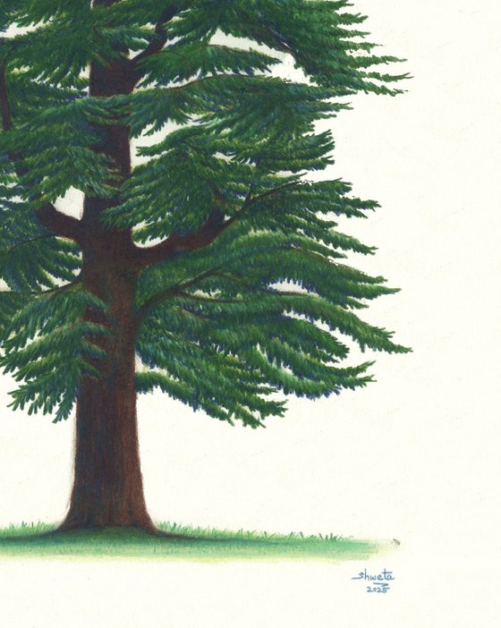 Cedar of Lebanon