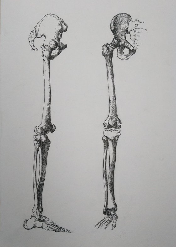 leg bones
