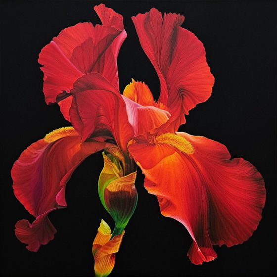 Portrait of Iris. Scarlet