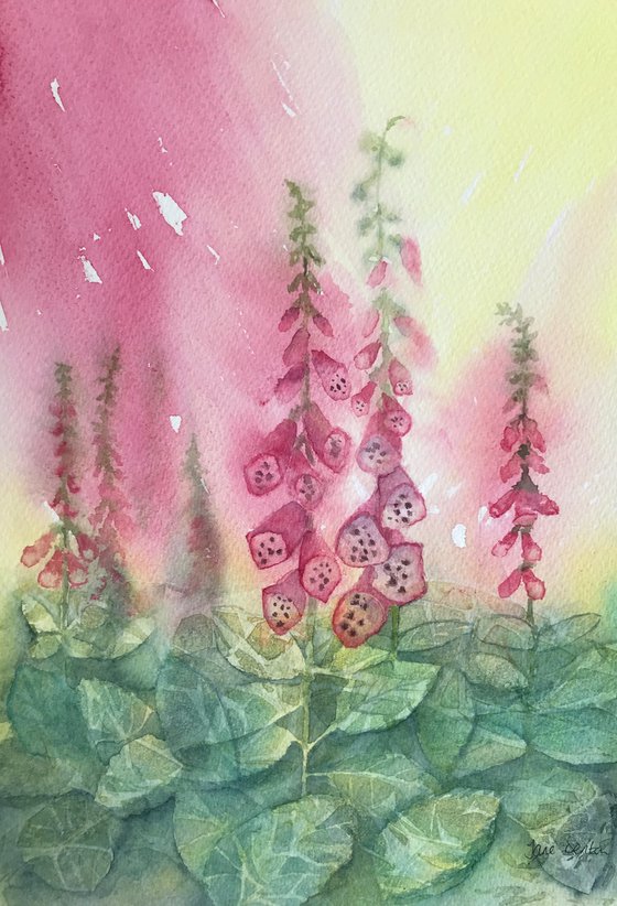 Pink Foxgloves