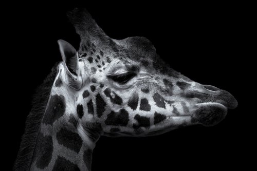 Giraffes head by Paul Nash
