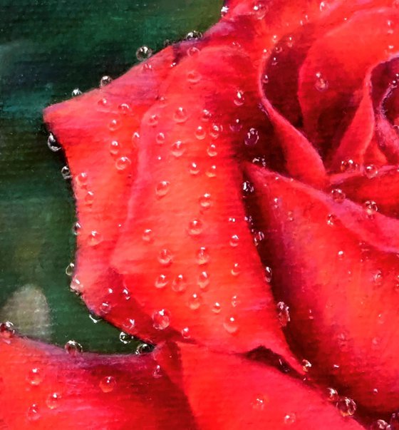 Rose. Red rose in dew.