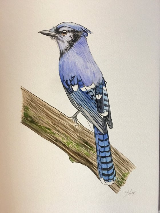 Blue jay