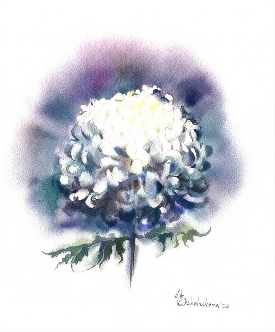 Chrysanthemum white flower