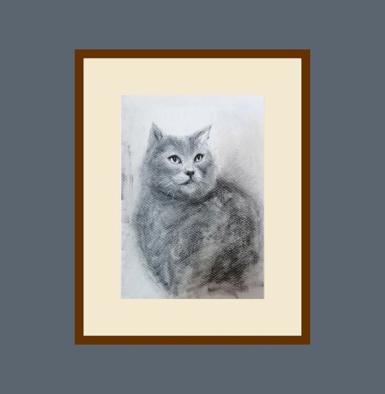 The Russian Grey cat