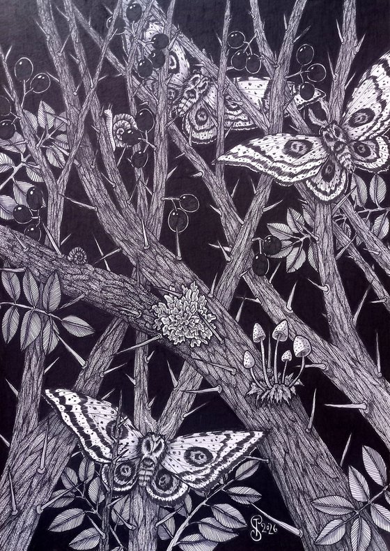Caught in the Blackthorn