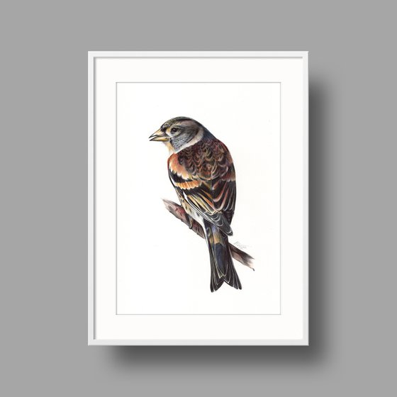 Brambling - Bird Portrait