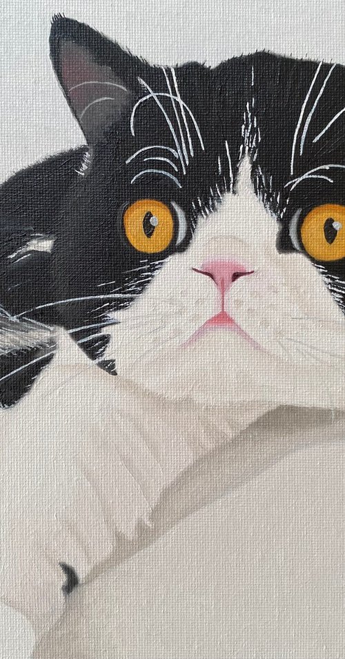 Tuxedo Cat by Jill Ann Harper