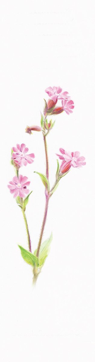 Wild Geranium - from my Wildflowers Bookmarks Collection by Katya Santoro