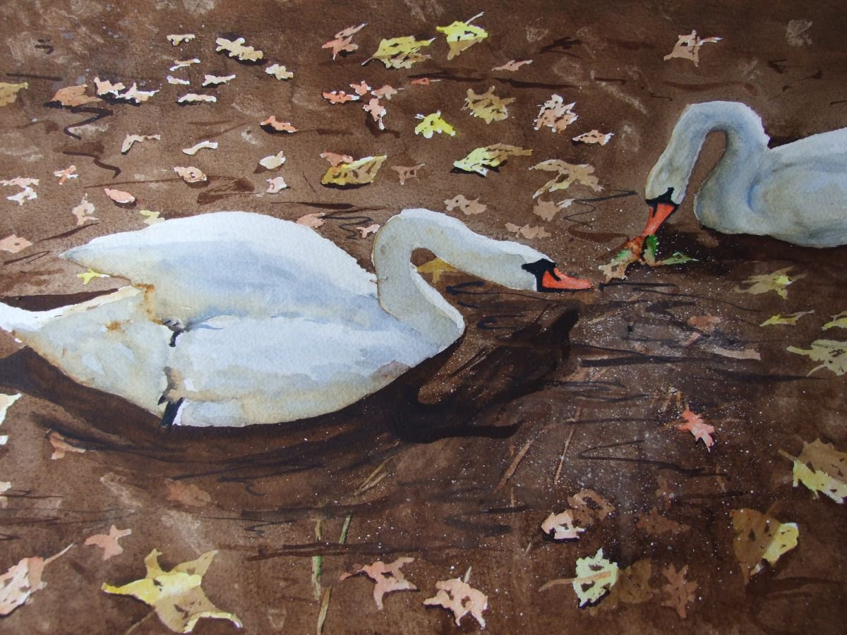 Autumn Swans by David Harmer