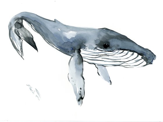 Humpback Whale