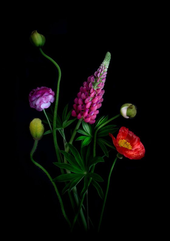 Composition with Lupin