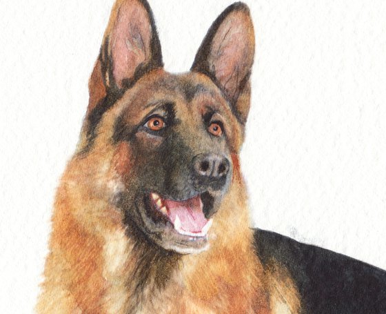 German shepherd II