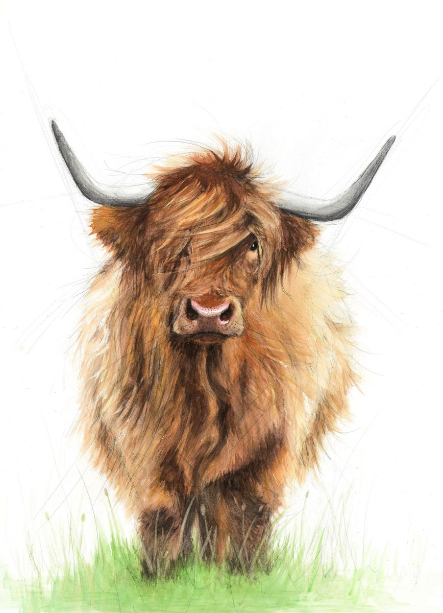 highland cow Watercolour by Alison Brodie Artfinder
