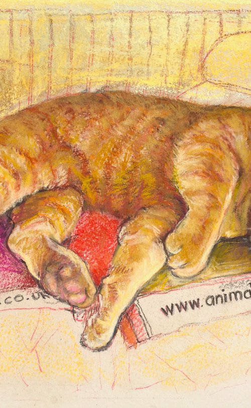 Ginger cat dreaming by Patricia Clements