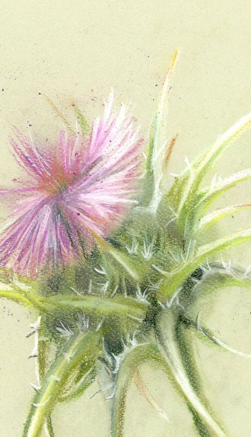 Thistle (soft pastel) by Olga Tchefranov (Shefranov)