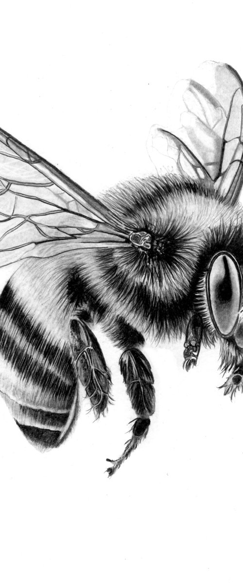 Bee in Pencil #2 by Paul Stowe