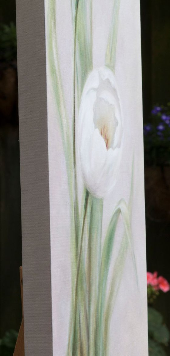 White Tulips Trio