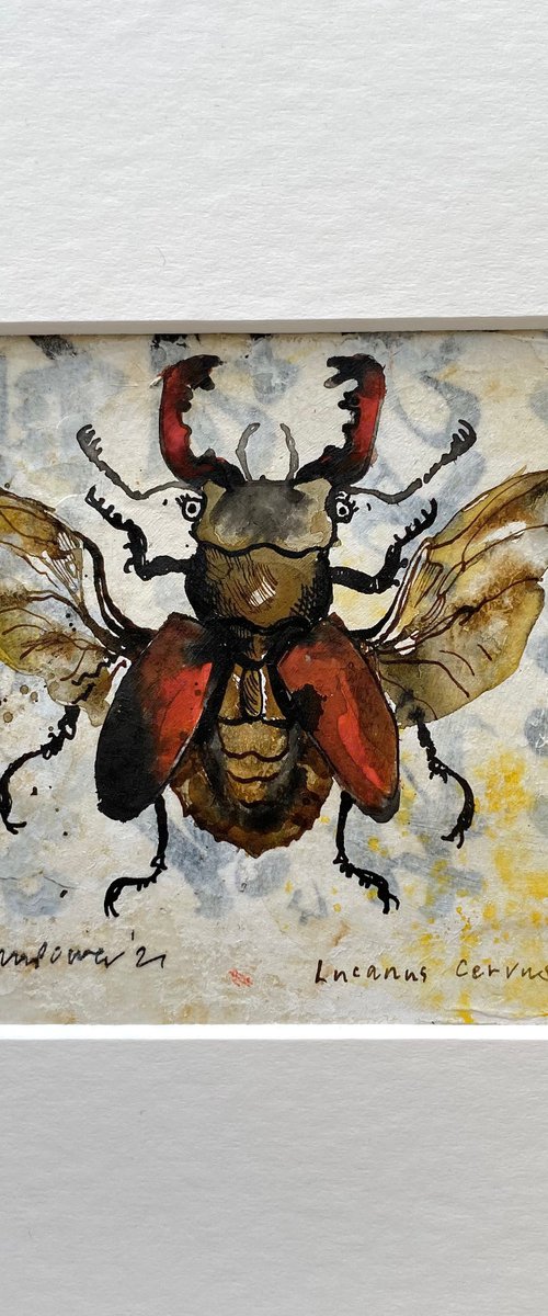 Stag Beetle ‘Lucanus Cervus’ by Luci Power