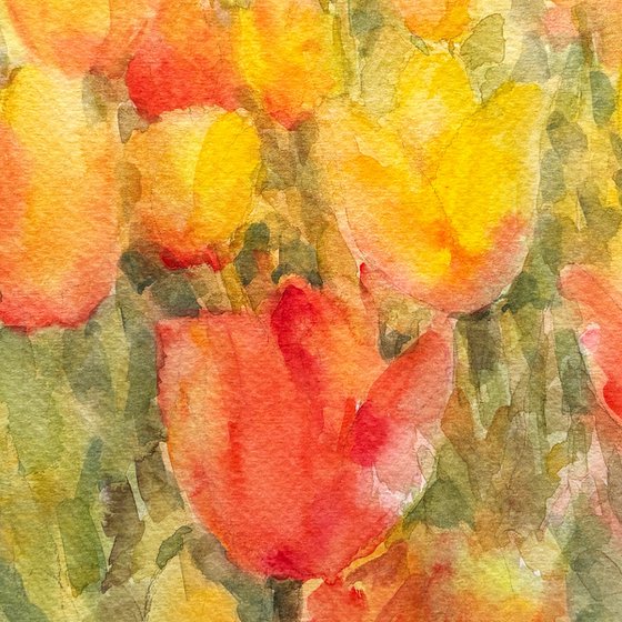 Yellow Tulip Field