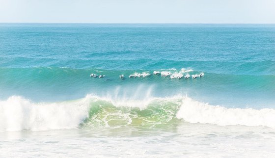 DOLPHIN SURFERS