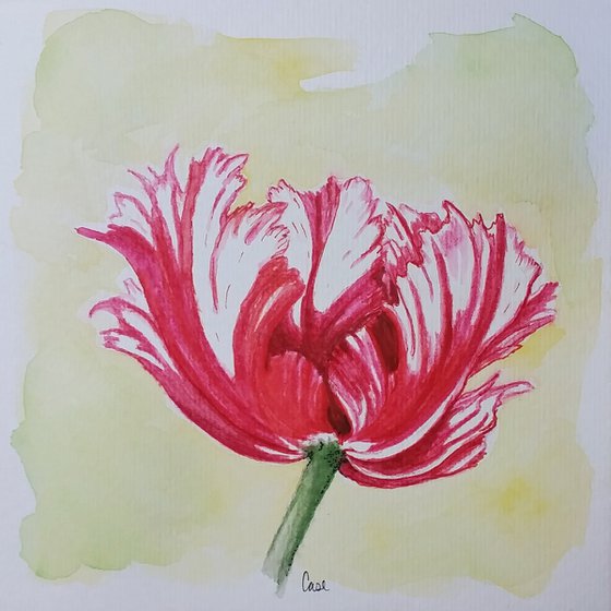 "Spring" - Tulips - Flowers