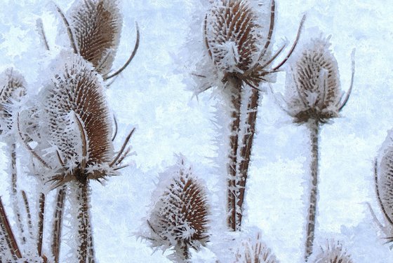 Ice Thistle